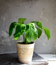 Indoor plant. Plant in a flowerpot. Gray background, sunlight. Green leaves. Houseplant