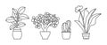 Indoor plant in a pot. Black and white sketch collecton. Outline rubber, gerberra, tree and cactus. Vector doodle line