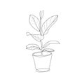 Indoor plant in a pot hand drawing illustration, outline style.Vector linear illustration of a ficus flower