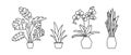 Indoor plant in a pot. Monstera, philodendron, scarlet, orchid and snake plant. Black and white sketch collecton. Vector doodle