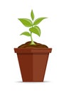 Indoor plant in a pot. Vector icon