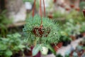 Indoor plant Rowley godson in a pot