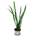 Indoor plant sansevieria in a ceramic pot Royalty Free Stock Photo