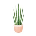 Indoor plant sansevieria cylindrical in a pot for interior decor at home, office, indoor use. Vector illustration