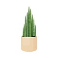 Indoor plant sansevieria cylindrical in a pot for interior decor at home, office, indoor use. Vector illustration