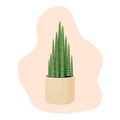 Indoor plant sansevieria cylindrical in a pot for interior decor at home, office, indoor use. Vector illustration