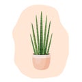 Indoor plant sansevieria cylindrical in a pot for interior decor at home, office, indoor use. Vector illustration