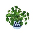 Indoor plant watercolor illustration. Chinese money plants or missionary plants in a cute hanging pot