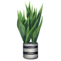 Indoor plant watercolor illustration. Home plants, Sansevieria or Snake Plant in a gray pot
