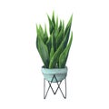 Indoor plant watercolor illustration. Home plants, Sansevieria or Snake Plant in a light blue pot