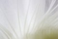 Indoor plant white blossoming old cactus echinopsis tubiflora on a light background. stamens inside the flower. macro