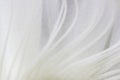 Indoor plant white blossoming old cactus echinopsis tubiflora on a light background. stamens inside the flower. macro