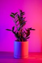 Indoor Plant. Zanzibar Gem, Zamioculcas Zamifolia on a vibrant dark pink background.