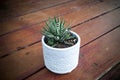 Indoor plant, zebra plant, haworthia fasciata