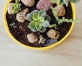 Indoor plants in a bright yellow pot Royalty Free Stock Photo