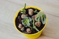 Indoor plants in a bright yellow pot Royalty Free Stock Photo