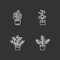 Indoor plants chalk white icons set on black background. Houseplants. Domesticated ornamental plants. Peace lily, zz