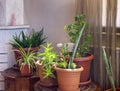 Indoor plants close-up. Aloe vera, nephrolepis exaltata, spider plant, lilac and sansaveria plants.