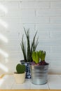 Vertical indoor plants in the house background with space for copytext Royalty Free Stock Photo