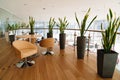 ndoor plants in the interior of an office or car dealership