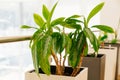 indoor plants in the interior of an office