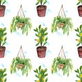 Indoor plants lemon tree in a pot and hanging succulent dischidia. Watercolor seamless pattern. Royalty Free Stock Photo