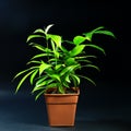 Indoor plants in pot on black background