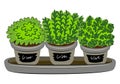 Indoor Plants In Pot Vector Illustration.