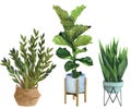 Indoor plants in a pot . watercolor set. ZZ Plant Zamioculcas, Snake Plant Sansevieria, Fiddle Leaf Fig in a pot