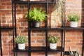 Indoor plants in pots on a shelf against the background of a red brick wall. Loft interior design