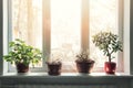 Indoor plants in pots on sunny window sill