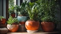 Indoor plants in pots on the window home green