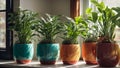 Indoor plants in pots on the window home green fresh