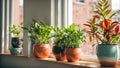 Indoor plants in pots on the window home green fresh natural