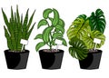 Indoor plants summer set isolated