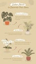 Indoor Plants to Decorate Your Home