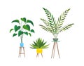 Indoor plants. Tropical ficus or palm in pot on wooden stands, houseplant decorative collection, colorful flowerpot and Royalty Free Stock Photo