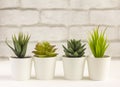 Indoor plants, various succulents in pots. Succulents in white mini-pots. Ideas for home decoration.Copy space Royalty Free Stock Photo