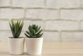 Indoor plants, various succulents in pots. Succulents in white mini-pots. Ideas for home decoration.Copy space Royalty Free Stock Photo