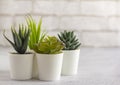 Indoor plants  various succulents in pots. Succulents in white mini-pots. Ideas for home decoration.Copy space Royalty Free Stock Photo