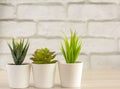 Indoor plants, various succulents in pots. Succulents in white mini-pots. Ideas for home decoration.Copy space Royalty Free Stock Photo