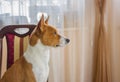 Indoor portrait of basenji dog