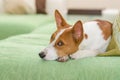 Indoor portrait of boring basenji lying on a sofa