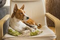 Indoor portrait of cute basenji dog having rest on its favorite place in Royalty Free Stock Photo