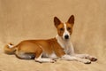 Portrait of cute basenji lying on a soft bedspread