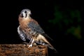 Indoor portrait of a Kestral. Royalty Free Stock Photo