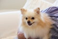 Small golden pomeranian puppy dog held in the arms of his owner Royalty Free Stock Photo