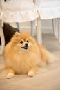 Small golden pomeranian puppy dog sitting down in the dining room Royalty Free Stock Photo