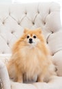 Fluffy pomeranian dog sitting in his favorite spot on the wingback chair