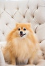 Small reddish golden pomeranian dog. Foxy face. Royalty Free Stock Photo